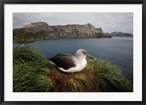Framed South Georgia Island, Grayheaded Albatross Print