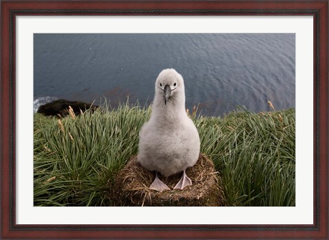 Framed South Georgia Island, Grayheaded Albatross Chick Print