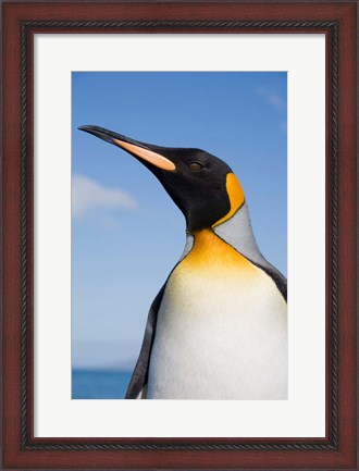 Framed South Georgia, St Andrews Bay, King Penguin rookery Print