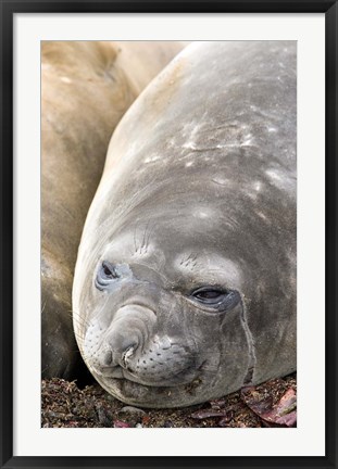 Framed Southern Elephant Seals, Antarctica Print