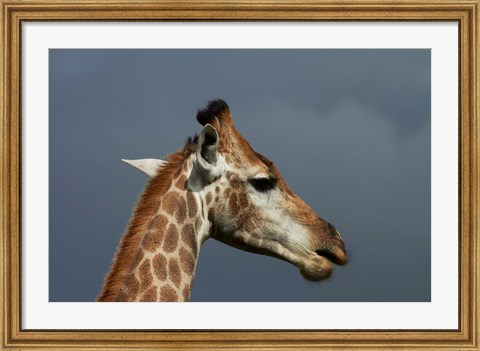 Framed South African Giraffe, Giraffa camelopardalis Kruger NP, South Africa Print