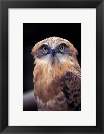 Framed South Africa. Spotted Eagle Owl (Bubo africanus) Print