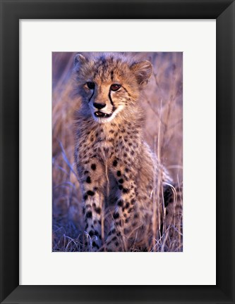 Framed South Africa, Phinda Reserve. King Cheetah Print