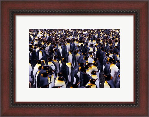 Framed South Georgia Island, King Penguins Print