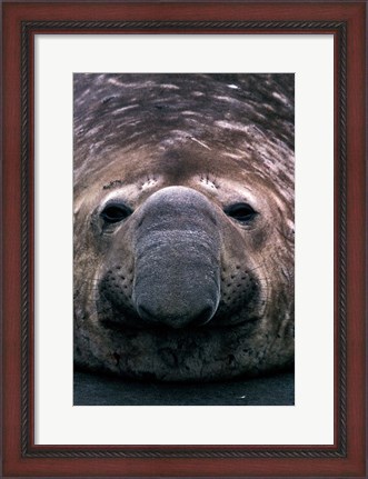 Framed South Georgia Island, Southern Elephant Seal Print
