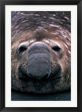 Framed South Georgia Island, Southern Elephant Seal Print