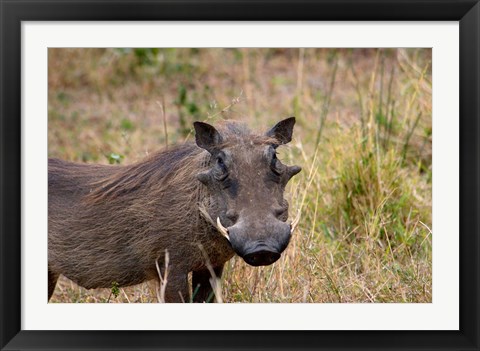 Framed South Africa, KwaZulu Natal, warthog wildlife Print