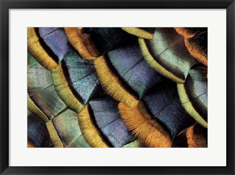 Framed South American Ocellated Turkey Print