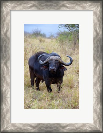 Framed South Africa, Zulu Nyala GR, Cape Buffalo Print