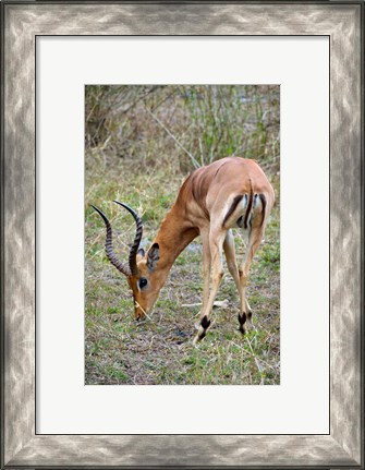 Framed South Africa, Zulu Nyala GR, Impala wildlife Print