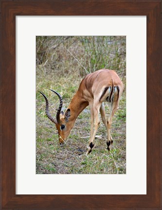 Framed South Africa, Zulu Nyala GR, Impala wildlife Print