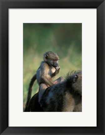 Framed South Africa, Kruger NP, Chacma Baboon troop in grass Print