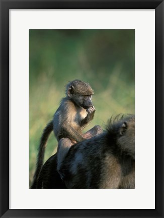 Framed South Africa, Kruger NP, Chacma Baboon troop in grass Print