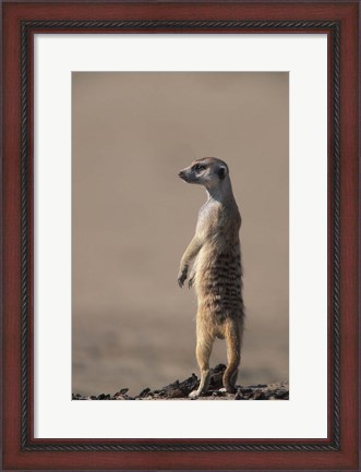 Framed South Africa, Kgalagadi, Meerkat, Mongoose Print