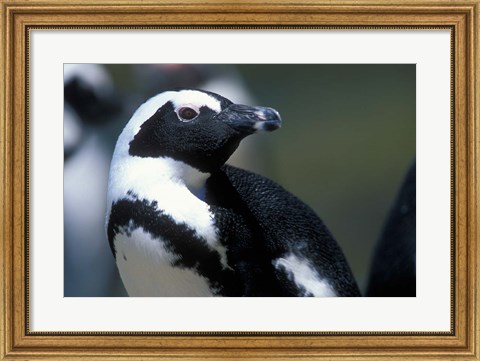Framed Close up of African Penguin Print