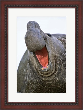 Framed Southern Elephant Seal bull, South Georgia Print