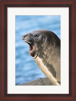 Framed Southern Elephant Seal cow mating season, South Georgia Print