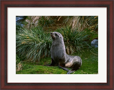 Framed South Georgia Island, Southern Fur seal Print