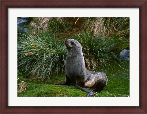 Framed South Georgia Island, Southern Fur seal Print
