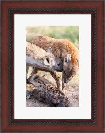 Framed Spotted Hyena, Maasai Mara, Kenya Print