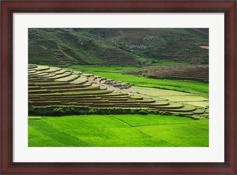 Framed Spectacular green rice field in rainy season, Ambalavao, Madagascar Print