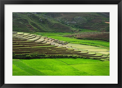 Framed Spectacular green rice field in rainy season, Ambalavao, Madagascar Print