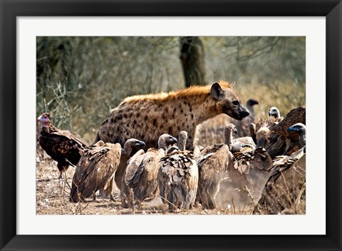 Framed Spotted hyenas and vultures scavenging on a carcass in Kruger National Park, South Africa Print
