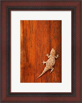 Framed Tokay Gecko lizard, Striated Wood, Africa Print