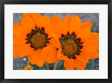 Framed Two orange Spring flowers, South Africa Print