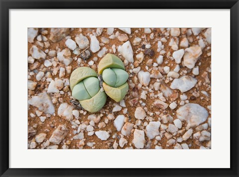 Framed Succulents, quartz, Cape Province, South Africa Print