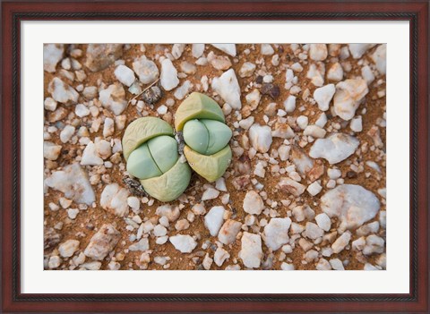 Framed Succulents, quartz, Cape Province, South Africa Print