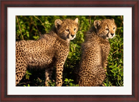 Framed Tanzania, Ndutu, Ngorongoro, Cheetahs Print