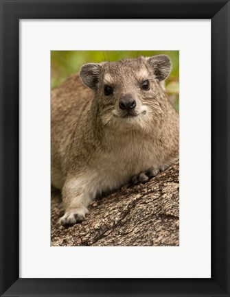 Framed Tanzania, Serengeti NP, Hyrax wildlife Print