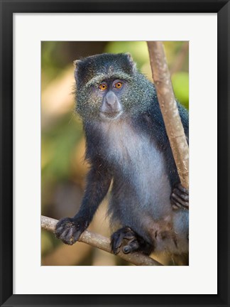 Framed Tanzania. Blue Monkey, Manyara NP Print