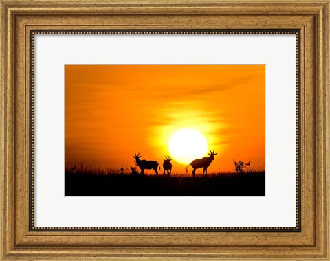 Framed Topi wildlife, Masai Mara GR, Kenya Print