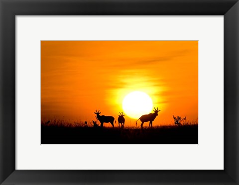 Framed Topi wildlife, Masai Mara GR, Kenya Print