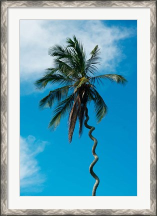 Framed Tanzania: Zanzibar, curly-que trunk of palm tree inland Print