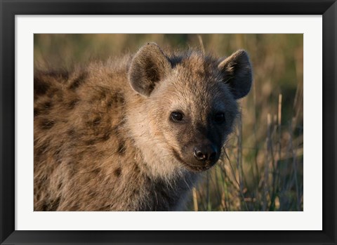 Framed Spotted Hyaena, Masai Mara National Reserve, Kenya Print