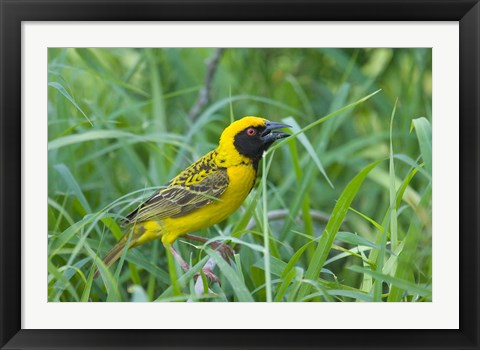 Framed Spottedbacked Weaver bird, Imfolozi, South Africa Print