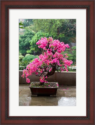 Framed Spring Blossoms cover Bonsai, The Chi Lin Buddhist Nunnery, Hong Kong, China Print