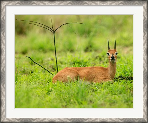 Framed Steenbok buck, Mkuze Game Reserve, South Africa Print