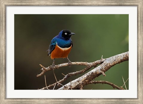 Framed Superb Starling bird, Samburu National Reserve, Kenya Print