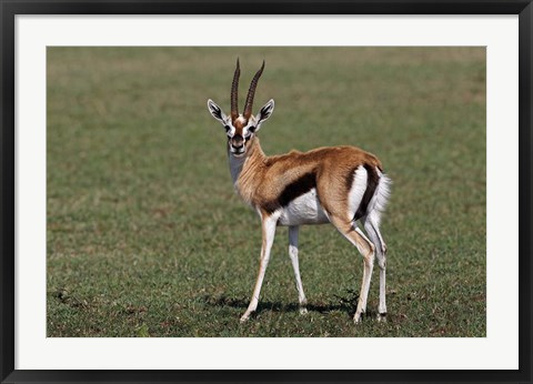 Framed Thomson&#39;s Gazelle antelope, Maasai Mara, Kenya Print