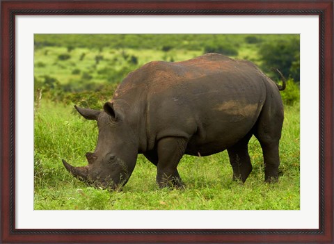 Framed Southern white rhinoceros, Kruger National Park, South Africa Print