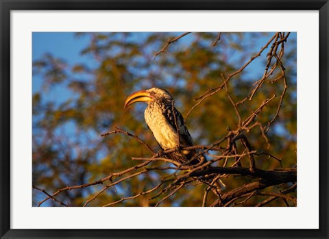 Framed Southern Yellow-billed Hornbill, Hwange NP, Zimbabwe, Africa Print