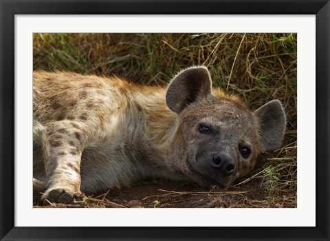 Framed Spotted Jackal resting, Maasai Mara National Reserve, Kenya. Print