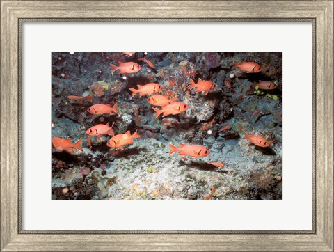 Framed Squirrel Fish, Astove Island, Seychelles, Africa Print