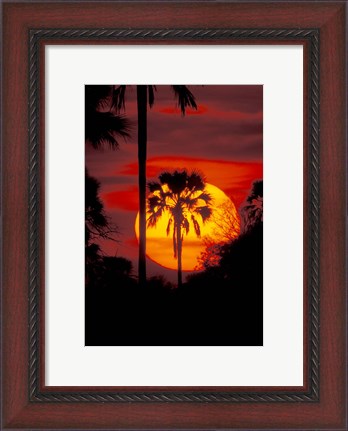 Framed Sunset and Palm, Ngamiland, Okavango Delta, Botswana Print