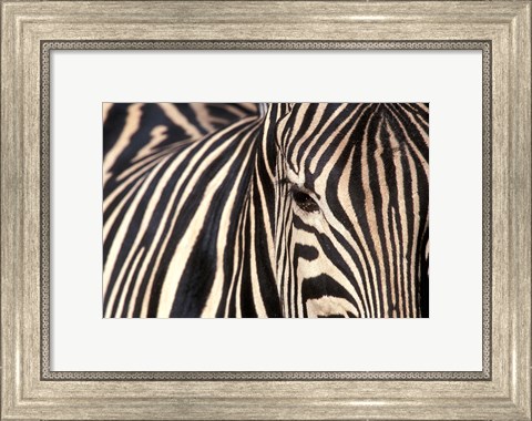 Framed Tight Portrait of Plains Zebra, Khwai River, Moremi Game Reserve, Botswana Print