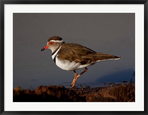 Framed Wading Threebanded Plover, South Africa Print